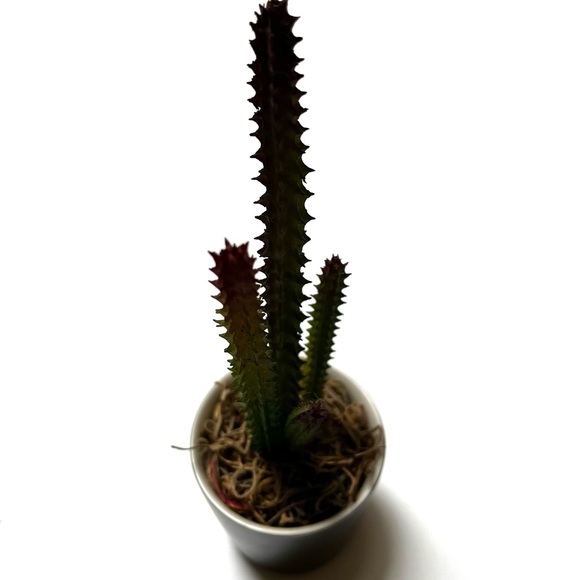 Cute Cactus in Starbucks shot - Picture 5 of 5